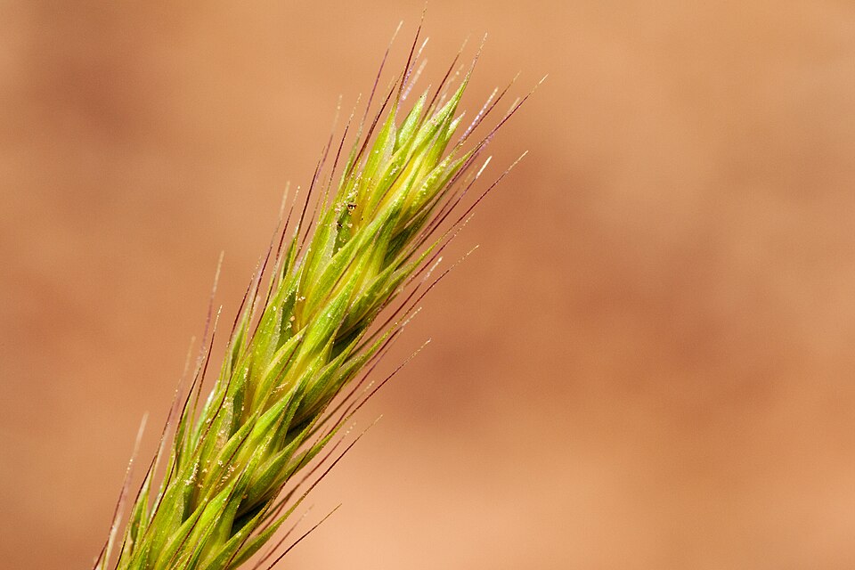 Close-up photograph of a Hordeum pusillum (little barley) seed head — the native North American grass species whose cultivated form was identified in pre-Columbian sites across the U.S. Southwest and Midwest