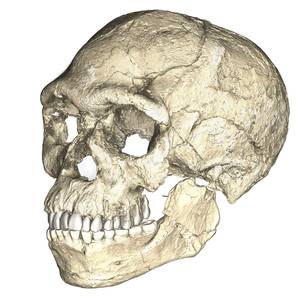 Composite digital reconstruction of the anatomically modern Homo sapiens cranium from Jebel Irhoud, Morocco, dated to approximately 315,000 years before present. The reconstruction integrates micro-CT scans of multiple specimens recovered from the site.